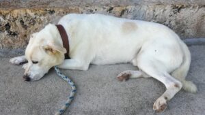 実は緊急治療が必要な病気！犬の副腎皮質機能低下症(アジソン病)を解説します。